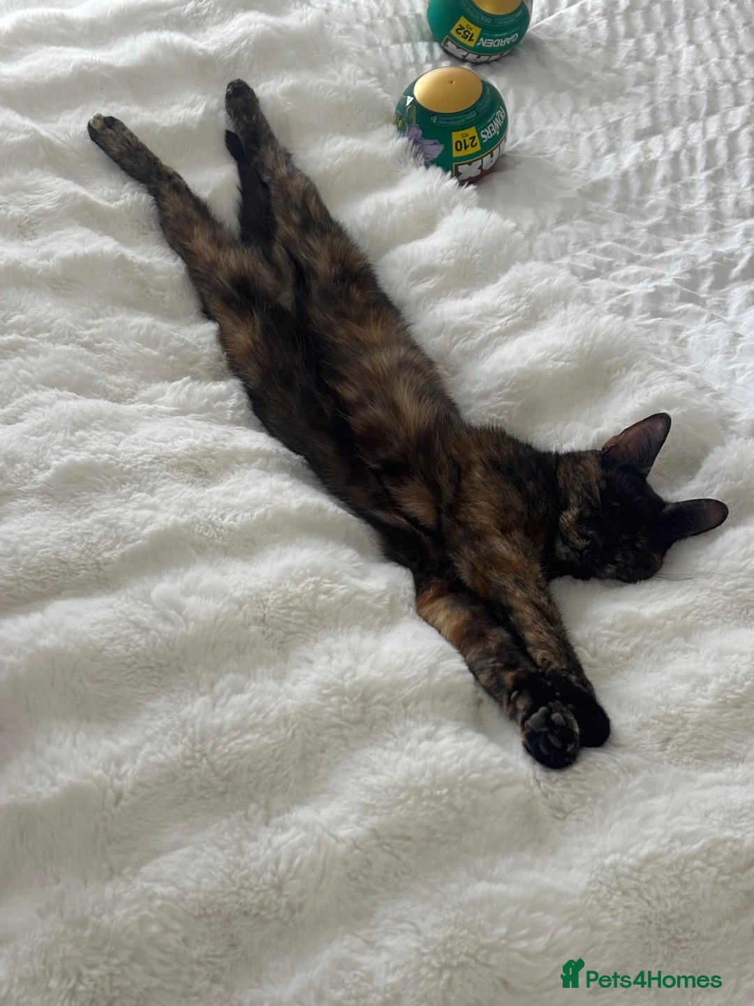 British Shorthair cats for sale: 3 year old female cat  - Advert 2