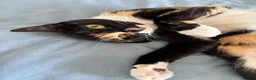 Domestic Shorthair cats for sale: Candy - Advert 6