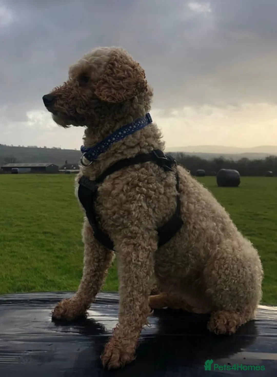 Cavapoo dogs for sale: Cavapoo Bundles of Joy 🥰 - Advert 27