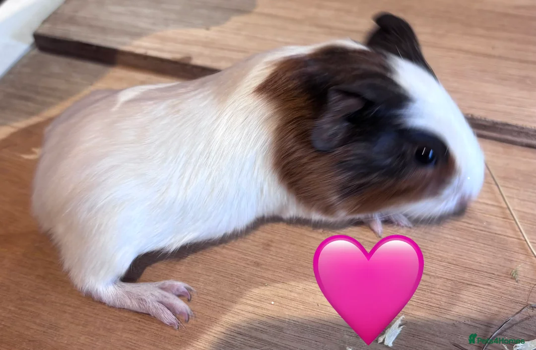 Guinea Pig rodents for sale: Beautiful Sows and Boars of All ages - Advert 2