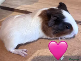 Guinea Pig rodents Beautiful Sows and Boars of All ages - Advert 18