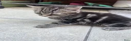 Mixed Breed cats for adoption: Adorable Kittens Looking for Loving Homes - Advert 6