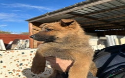 German Shepherd dogs for sale: German shepherd x Belgian malinois puppies - Image 10