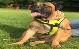 Bullmastiff dogs for sale: Beautiful Bullmastiff girl - Image 3