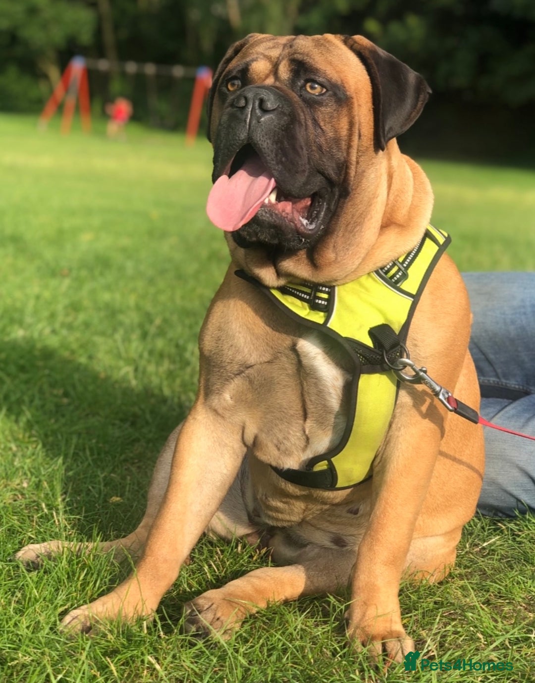 Bullmastiff dogs for sale: Beautiful Bullmastiff girl - Image 3
