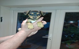 Patterjack dogs for sale: Patterdale x Russell puppies  - Image 4