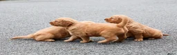 Golden Retriever dogs for sale: Male Golden Retriever Pup - Advert 5
