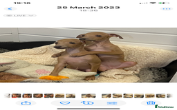 Italian Greyhound dogs for sale: ITALIAN GREYHOUND PUPPIES  - Image 2
