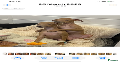 Italian Greyhound dogs - Advert 6