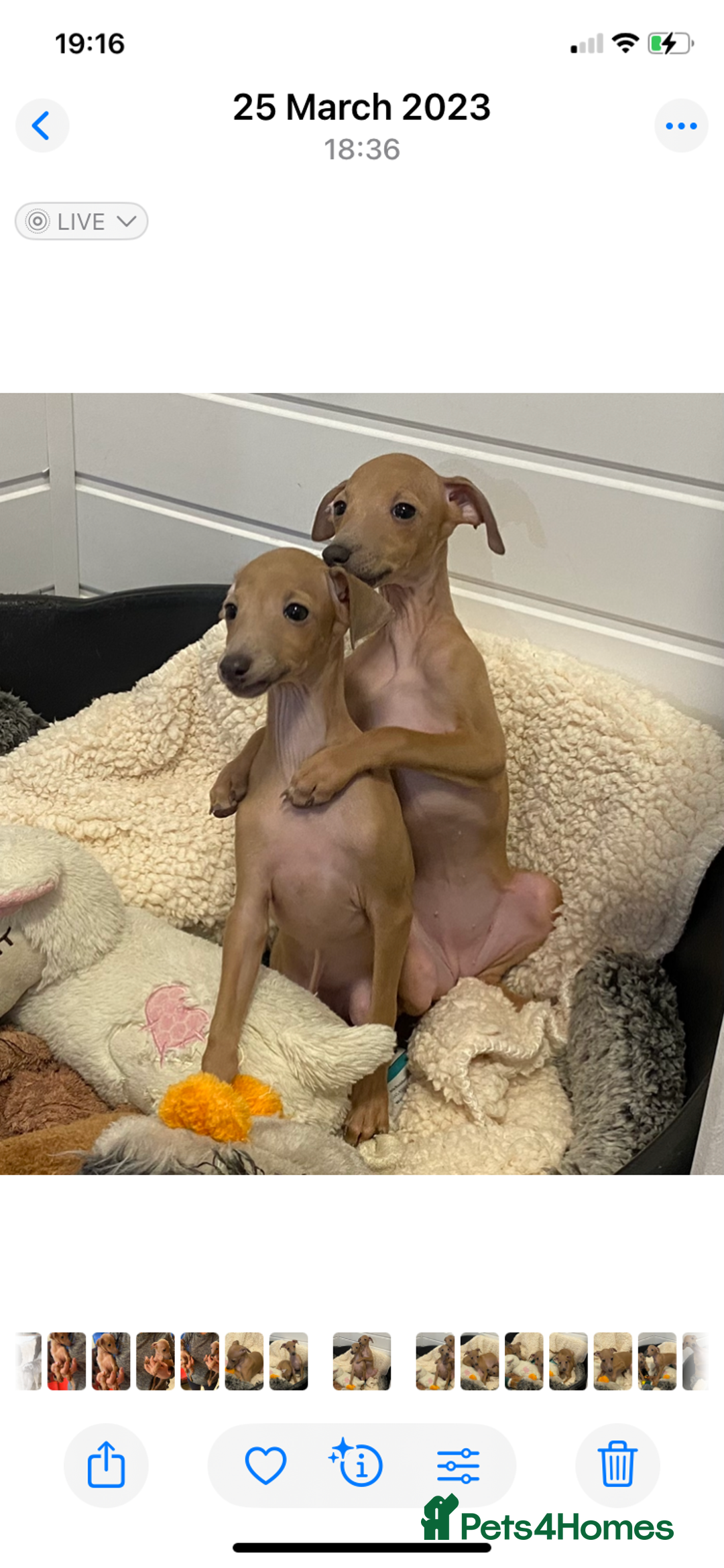 Italian Greyhound dogs for sale: ITALIAN GREYHOUND PUPPIES  - Image 2
