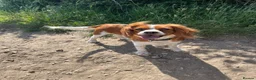 Cavalier King Charles Spaniel dogs for sale: Cavalier kings Charles puppies needing new homes  - Advert 7