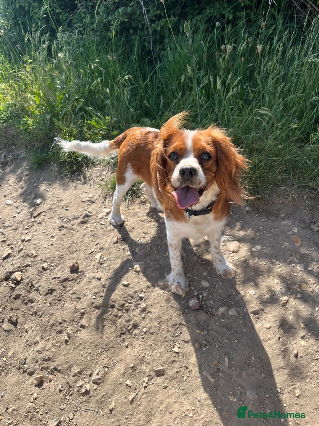 Cavalier King Charles Spaniel dogs for sale: Cavalier kings Charles puppies needing new homes  - Advert 7