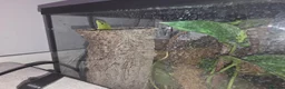 Gecko reptiles for sale: giant Madagascan day Gecko - Advert 7