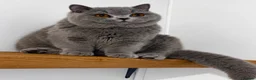 British Shorthair cats for sale: Beautiful boy  - Advert 2