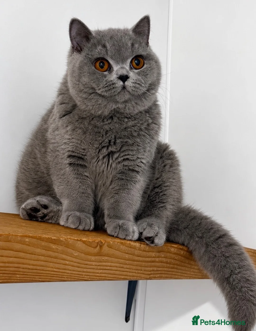 British Shorthair cats for sale: Beautiful boy  - Advert 2