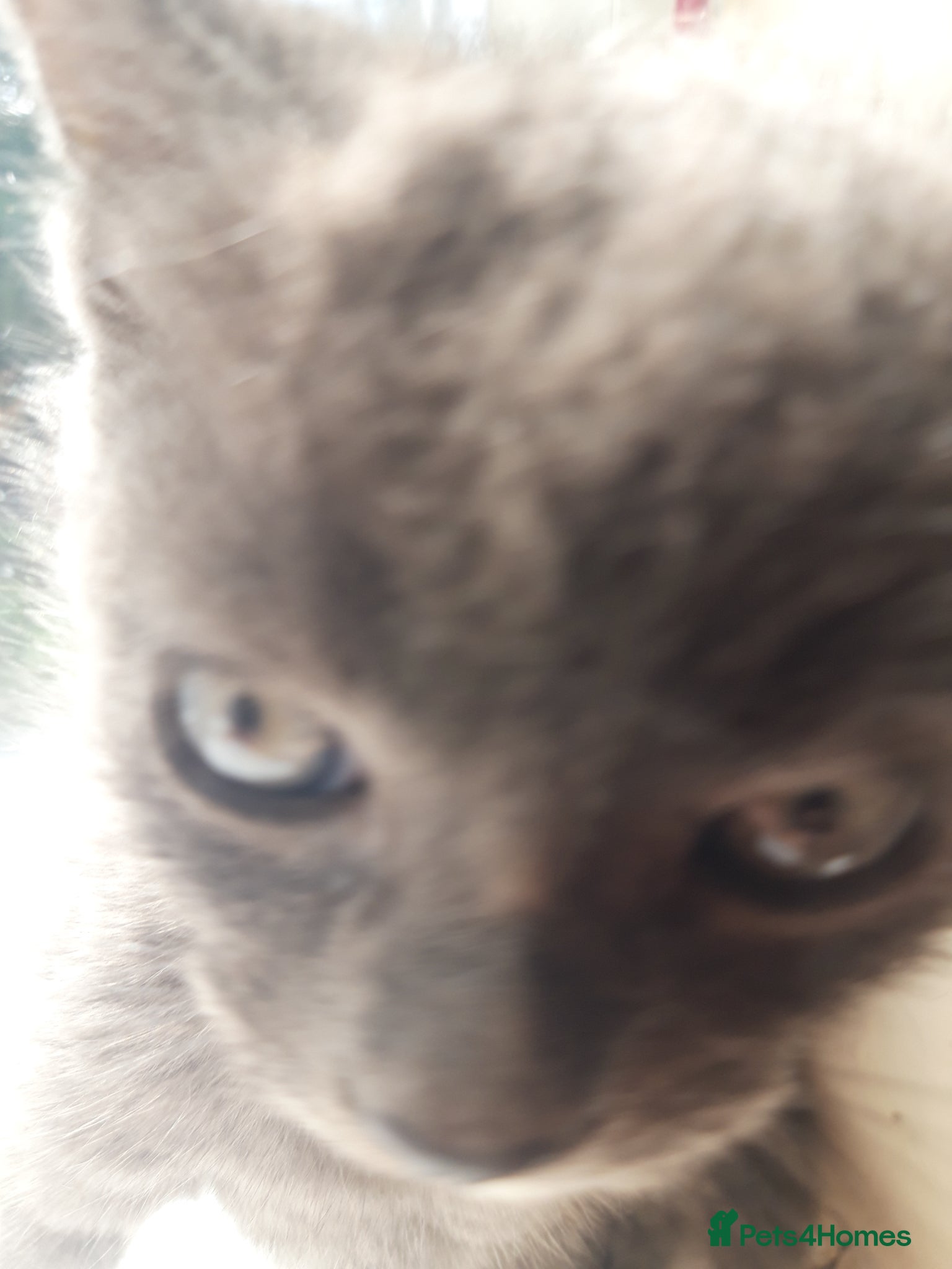 British Shorthair cats for sale: Kittens for sale. 2 boys 1 girl.  in Leeds - Advert 5