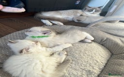 Ragdoll cats for sale: 3 Pure Ragdoll kittens and their mum  - Image 5