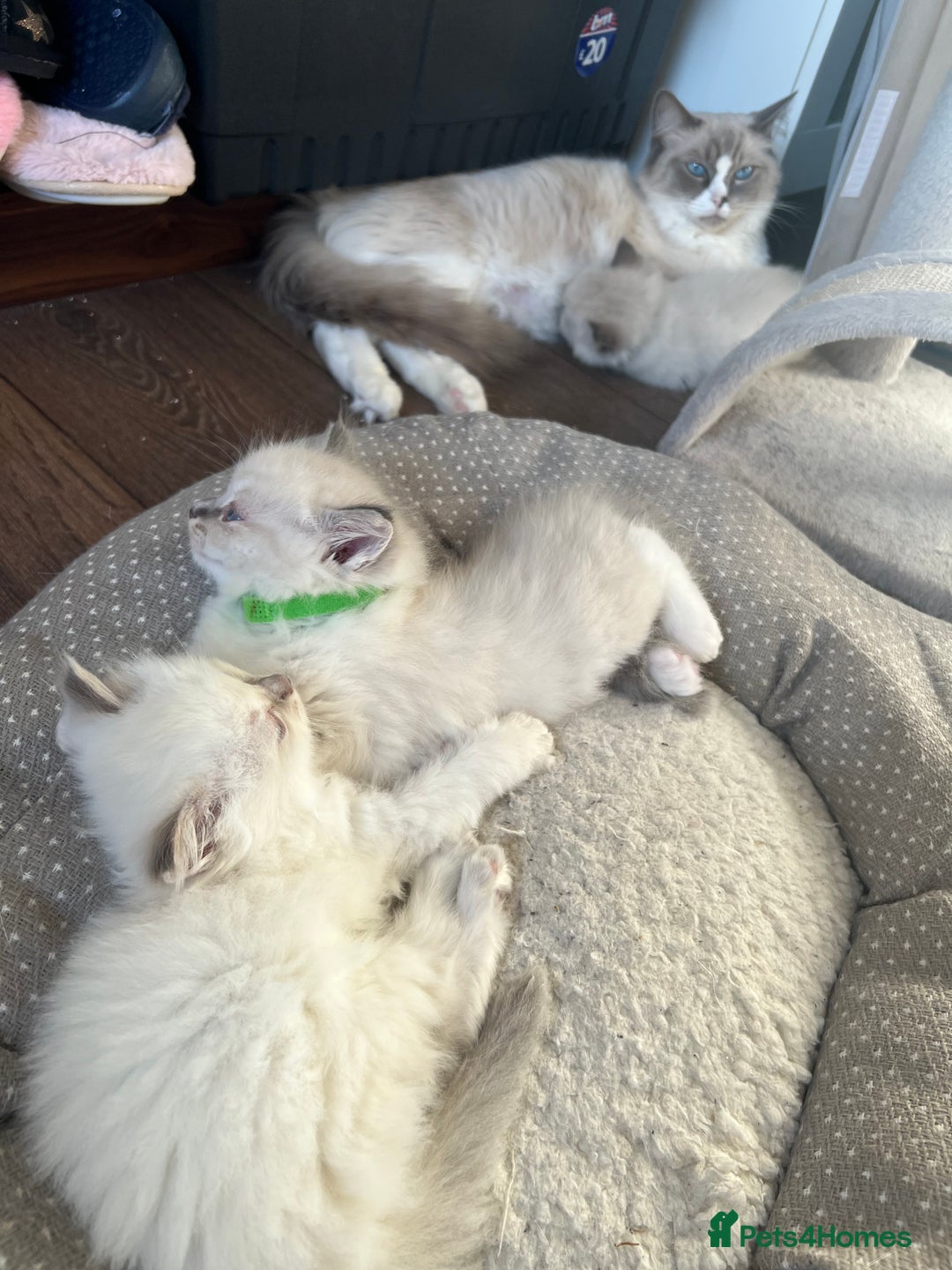 Ragdoll cats for sale: 3 Pure Ragdoll kittens and their mum  - Image 5