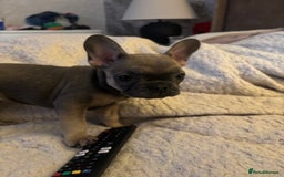 French Bulldog dogs for sale: Female frenchie - Image 2