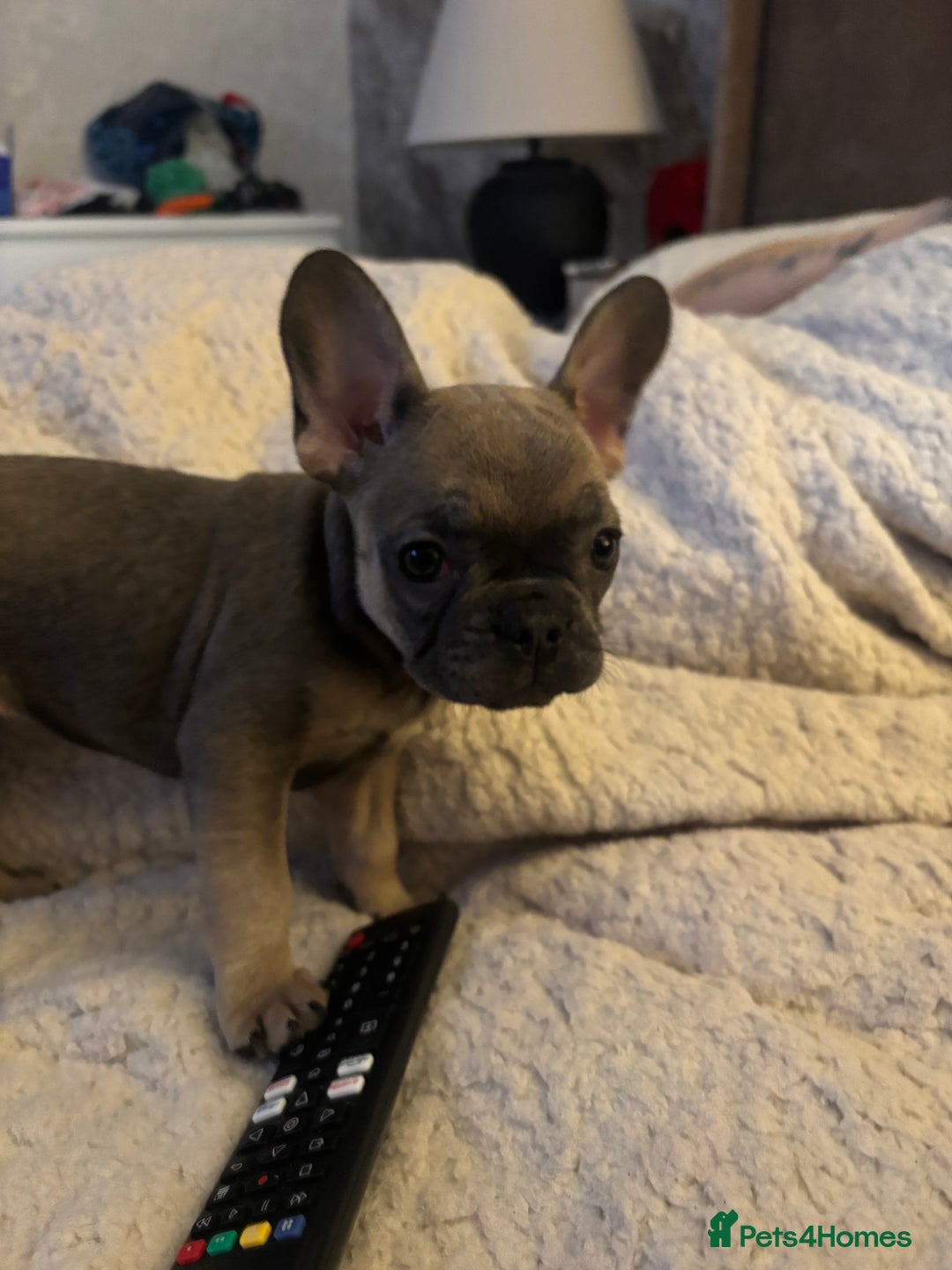 French Bulldog dogs for sale: Female frenchie - Image 2