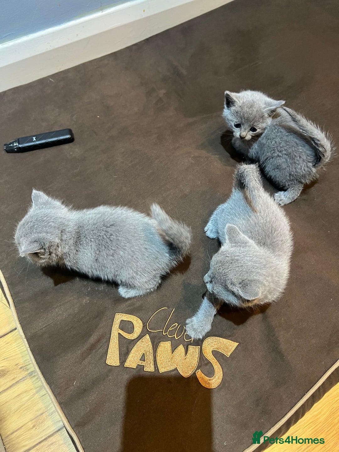 Russian Blue cats for sale: Adorable Russian blue kitten champion bloodline - Image 18