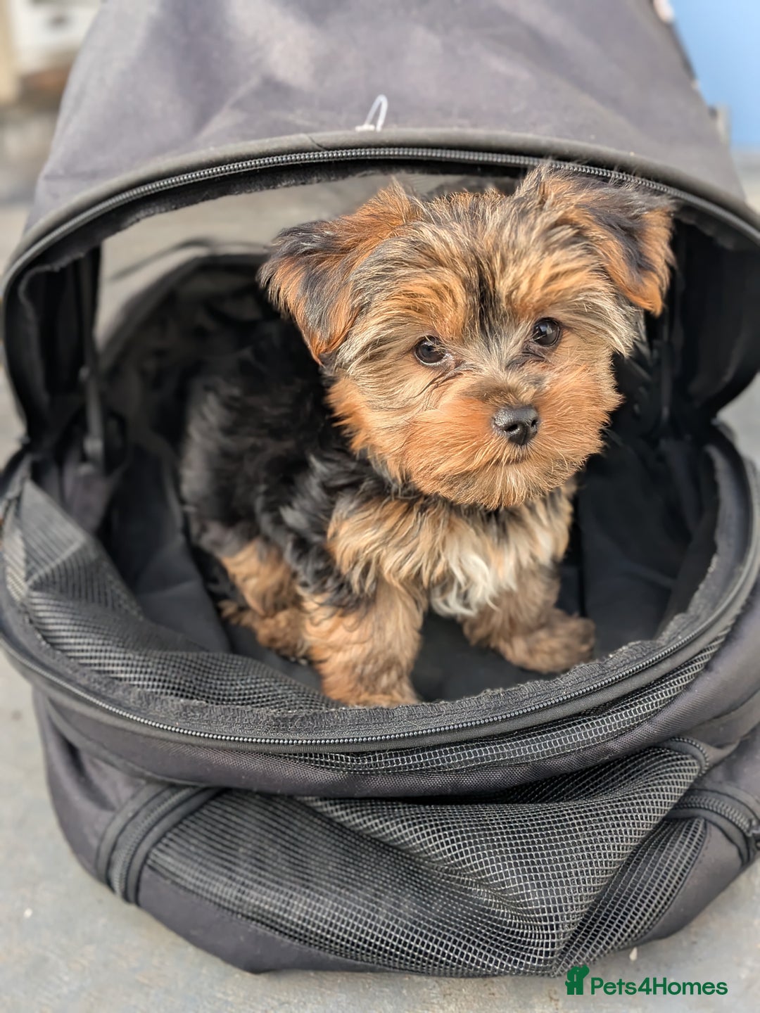 Yorkshire Terrier dogs for sale: 3 Male Yorkshire terriers left  - Image 17