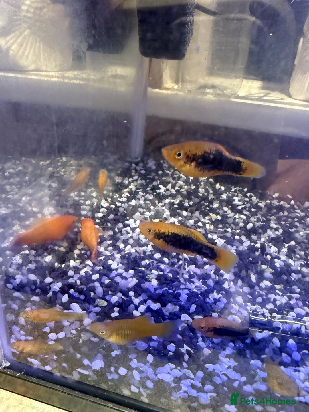 Platies fish for sale: Platy and danios - Image 4