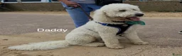 Goldendoodle dogs for sale: 🐾 Goldendoodle Puppies ready for forever homes 🐾 - Advert 26