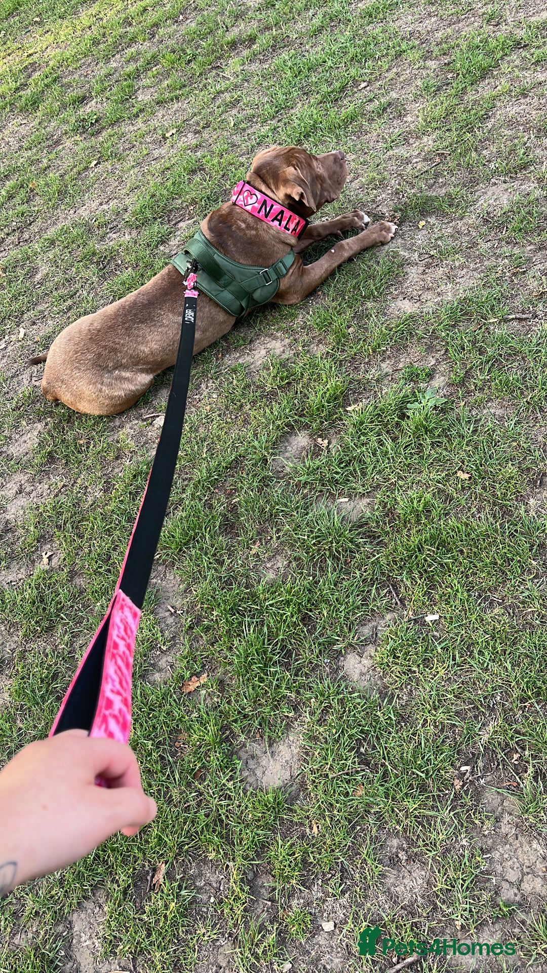 Mixed Breed dogs for sale: Nala  - Image 2