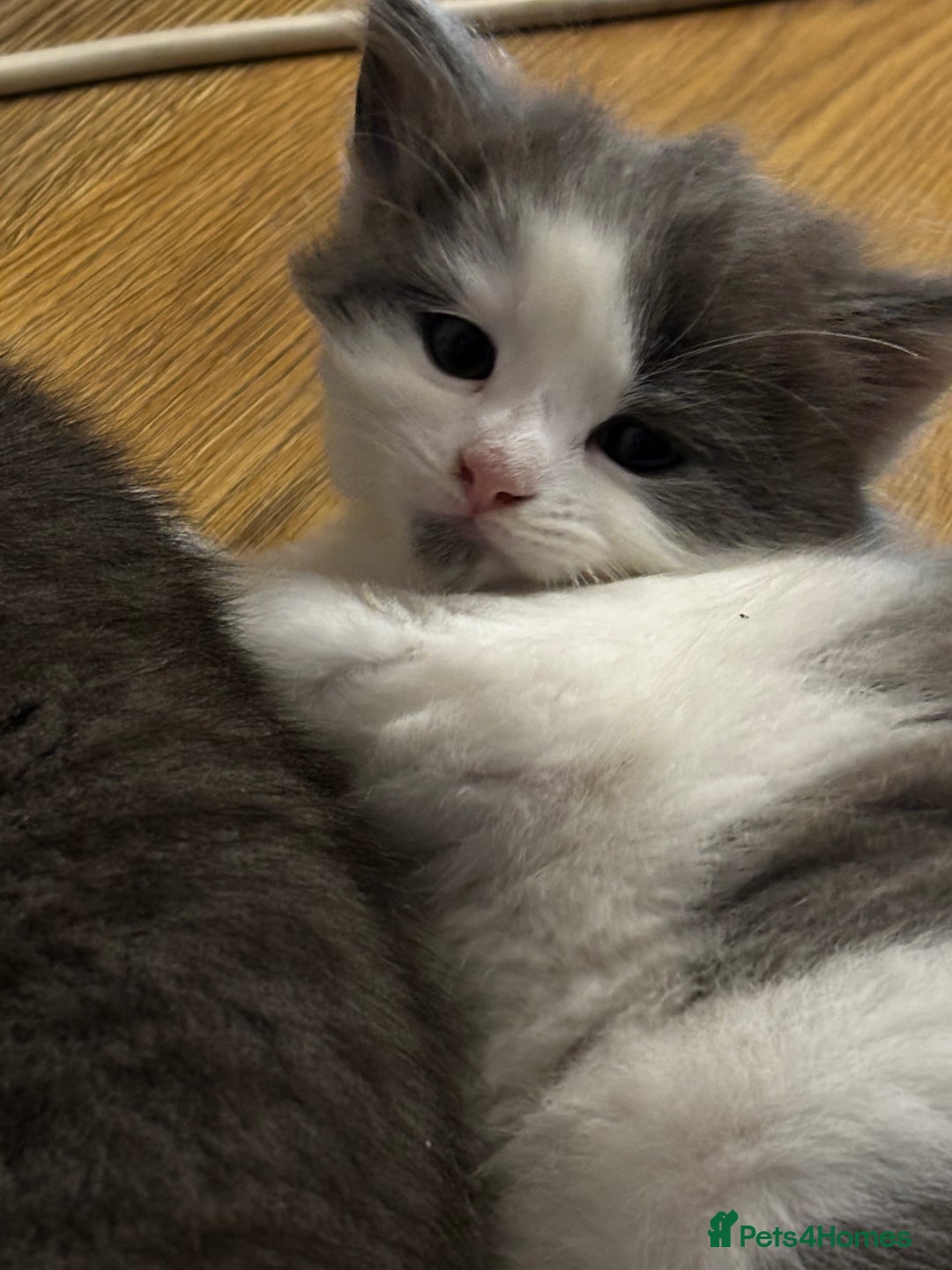 Mixed Breed cats for sale: Beautiful kittens for sale - Advert 17