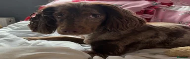 Cocker Spaniel 1