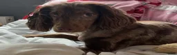 Cocker Spaniel dogs for sale: Rehoming our special girl read for more info - Advert 2