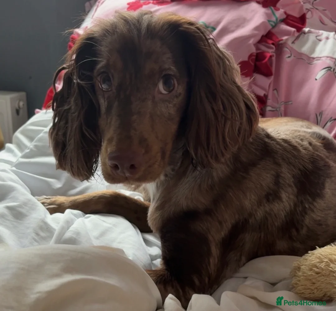 Cocker Spaniel dogs for sale: Rehoming our special girl read for more info - Advert 2