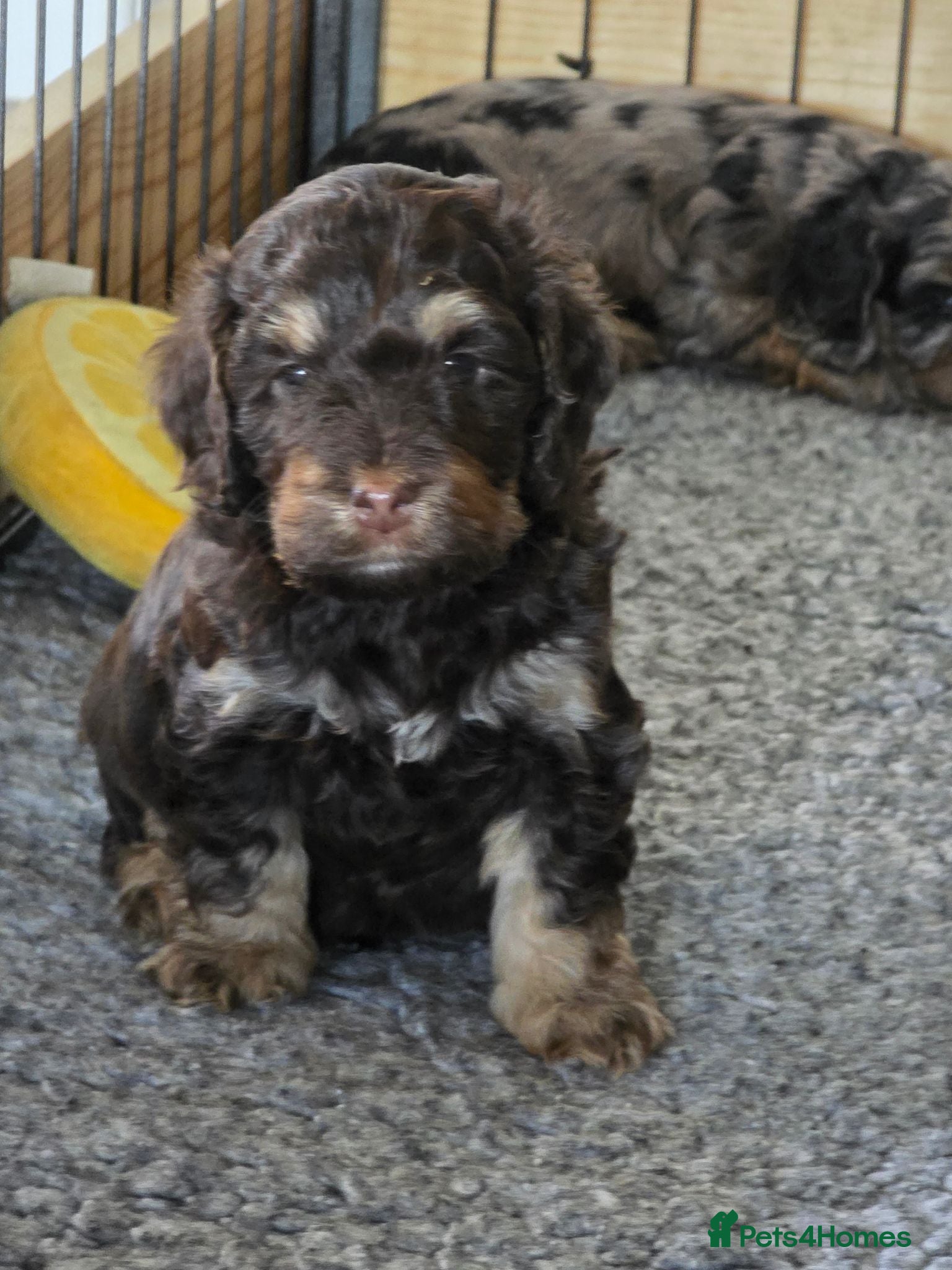 Cockapoo dogs Stunning health tested cockapoos - Advert 1