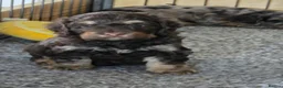 Cockapoo dogs for sale: Stunning health tested cockapoos - Advert 22
