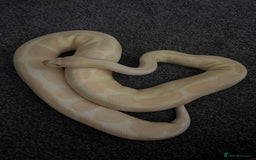 Python Snake reptiles for sale: X3 female ball pythons  - Image 3