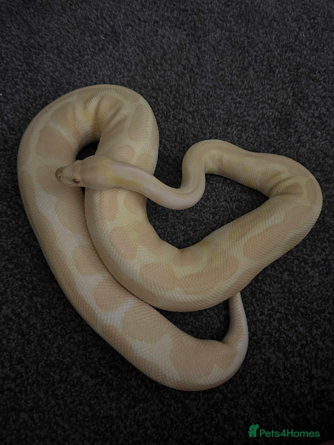 Python Snake reptiles for sale: X3 female ball pythons  - Image 3