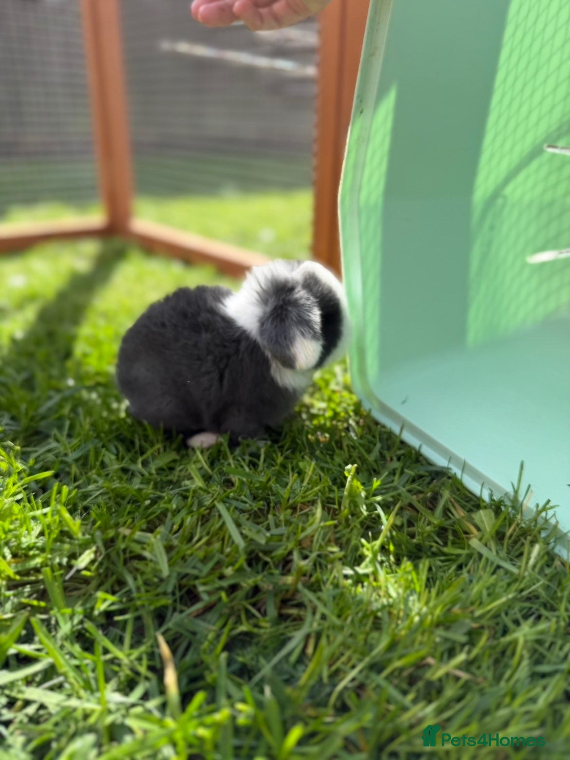 Mini Lop rabbits Blue split mini lop doe - Advert 17
