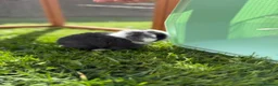 Mini Lop rabbits for sale: Blue split mini lop doe - Advert 1