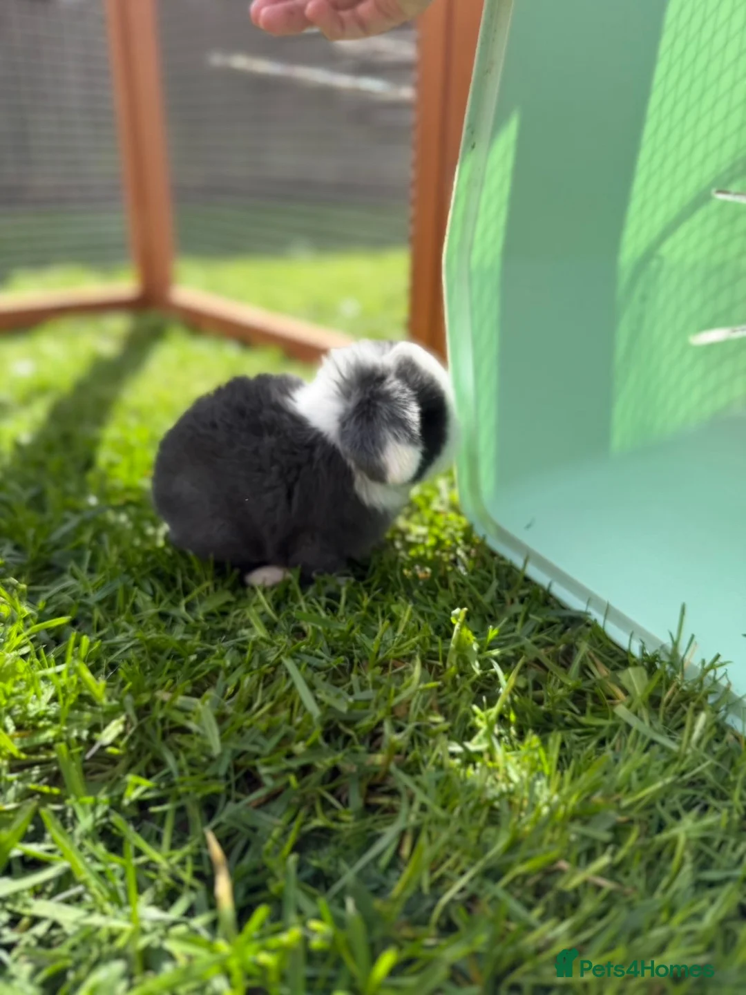 Mini Lop rabbits for sale: Blue split mini lop doe - Advert 1