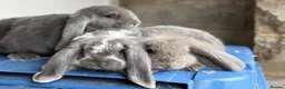 French Lop rabbits for sale: Stunning French lop babies  - Advert 14