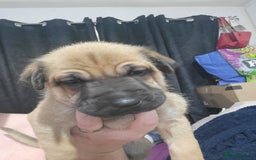 Mixed Breed dogs for sale: Belgian Malinois X Shar-pei puppies  - Image 25