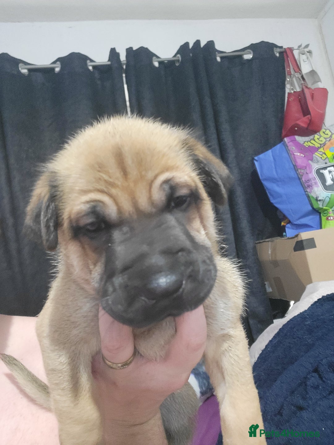 Mixed Breed dogs for sale: Belgian Malinois X Shar-pei puppies  - Image 25