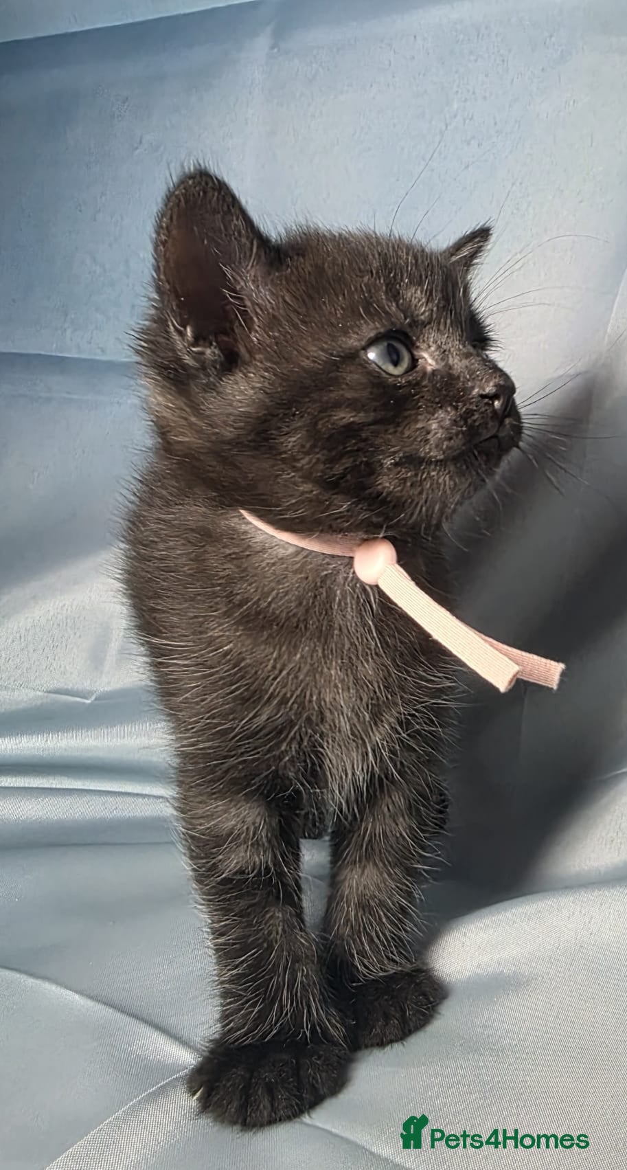 Mixed Breed cats BeautifulBlack Smoke Kittens Ready for Reservation - Advert 2
