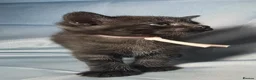 Mixed Breed cats for sale: BeautifulBlack Smoke Kittens Ready for Reservation - Advert 1