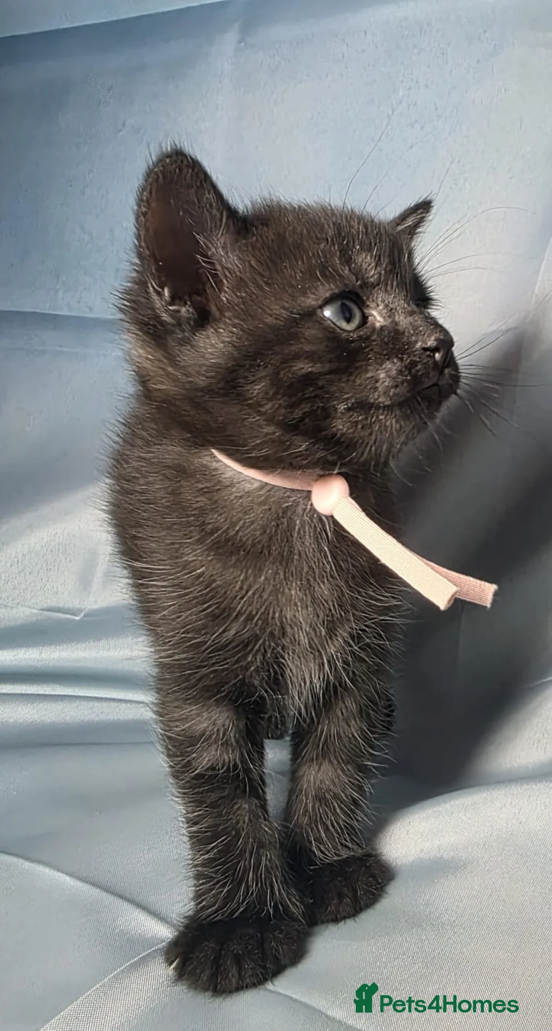 Mixed Breed cats for sale: BeautifulBlack Smoke Kittens Ready for Reservation - Advert 1