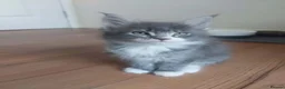 Maine Coon cats for sale: Beautifull Maine Coon kittens in Edinburgh - Advert 19
