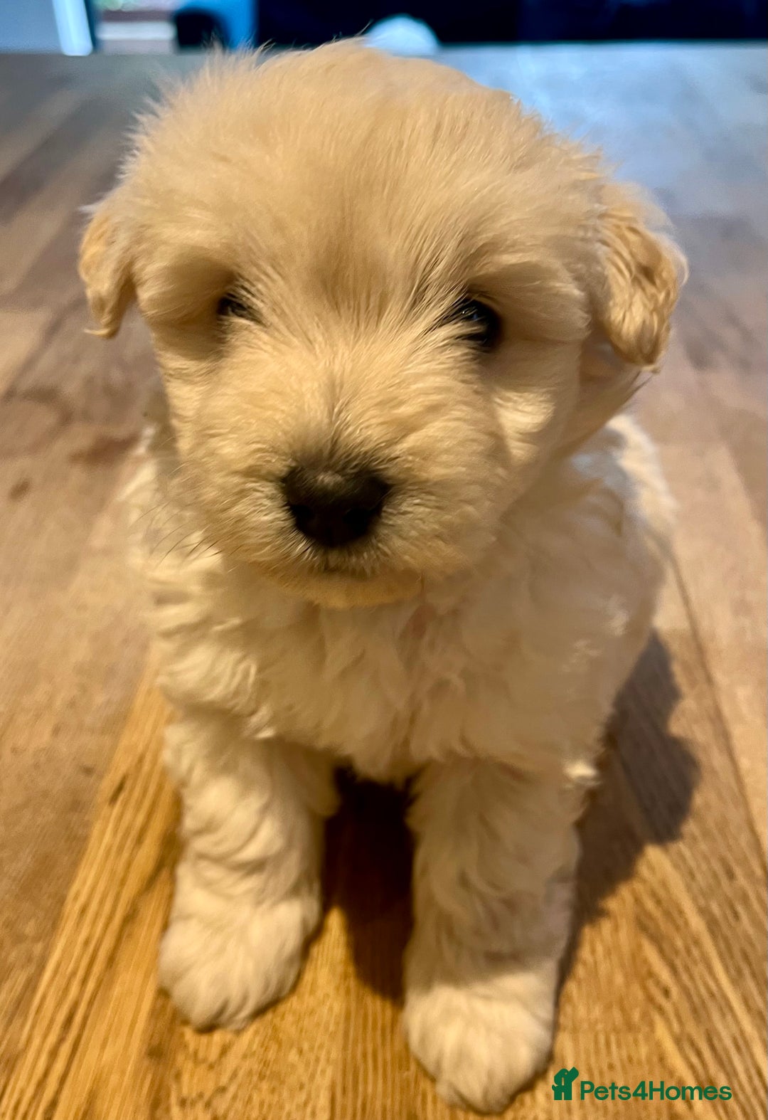 Mixed Breed dogs for sale: Gorgeous Westiepoo Puppies! - Image 4