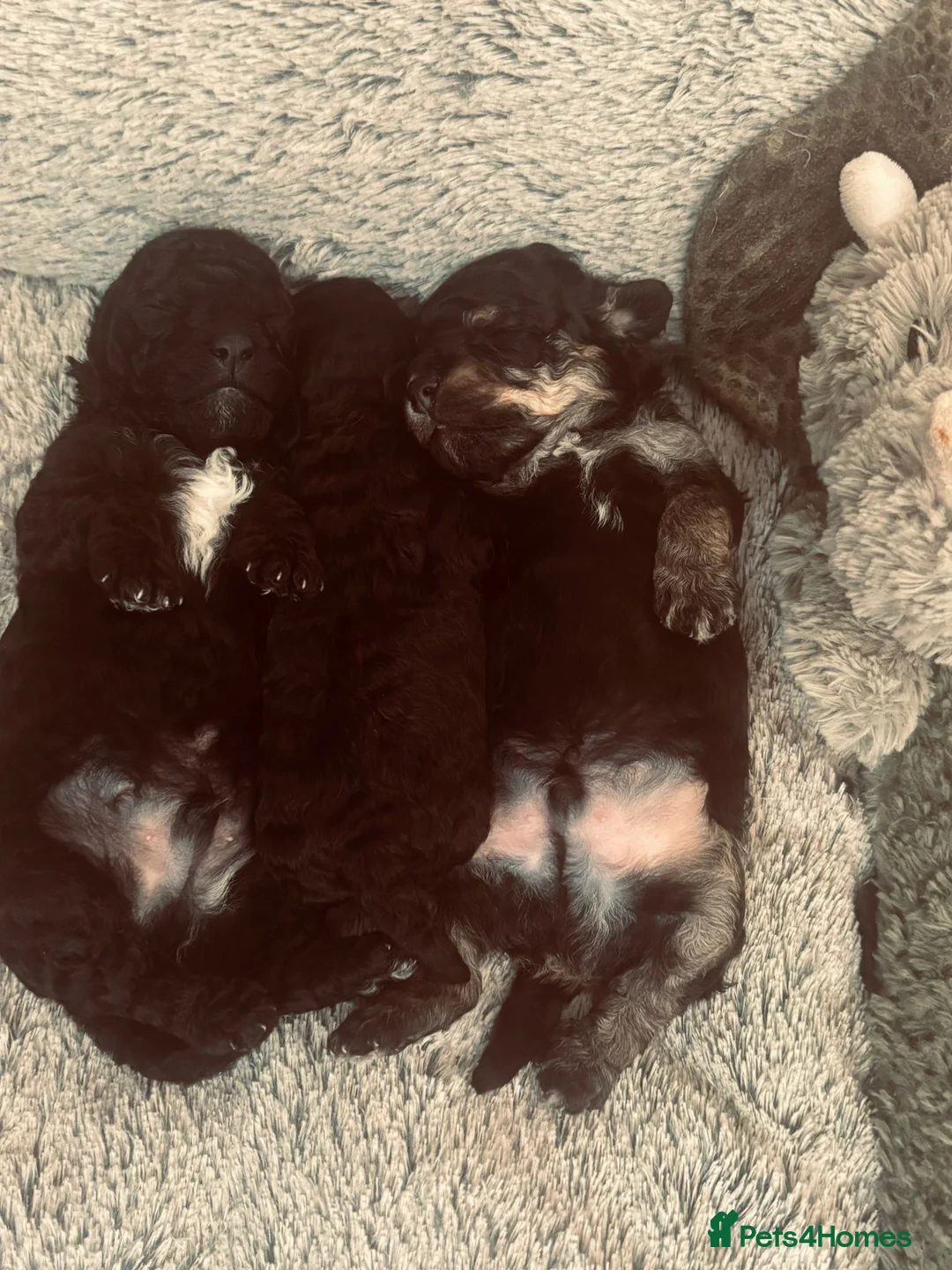 Toy Poodle dogs for stud: *STUD* Gorgeous KC Registered Toy Poodle - Advert 39