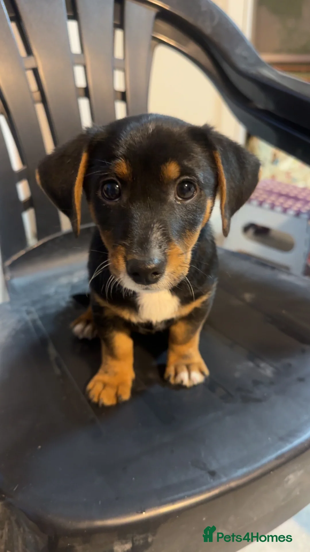 Jackshund dogs for sale: Cooper (jackshund) Jack Russell x dachshund  in Exeter - Advert 2